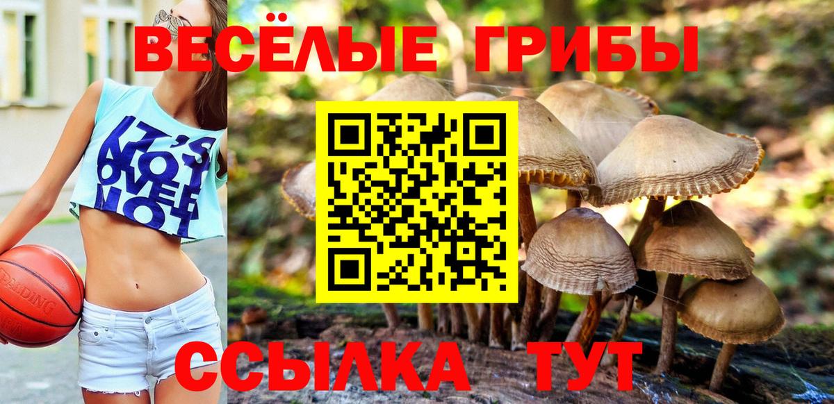 Псилоцибиновые грибы Psilocybe  даркнет сайт  Новокузнецк 